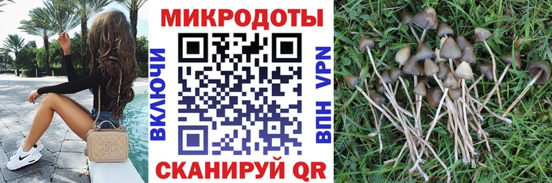 Галлюциногенные грибы Psilocybine cubensis Энем